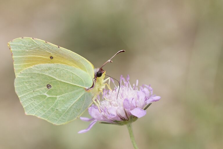 Gonepteryx cleopatra - Cleopatra