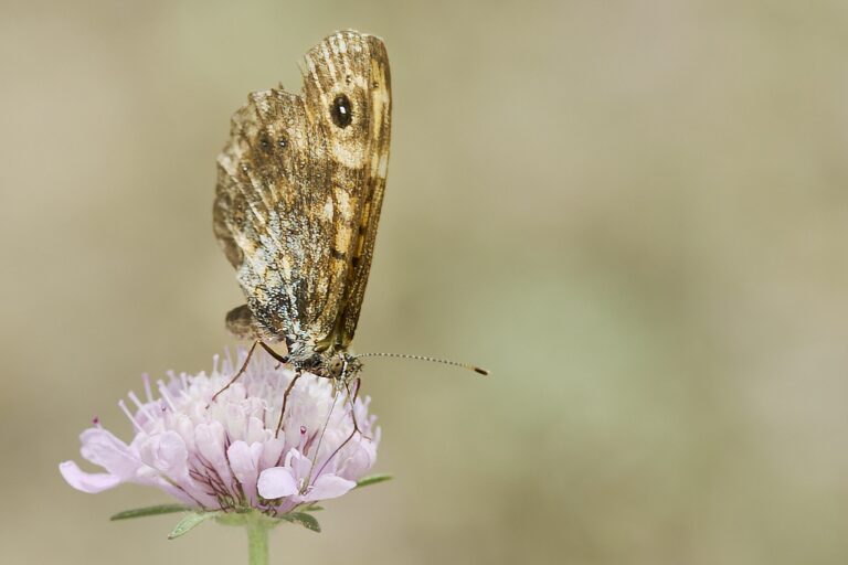 Lasiommata megera - Saltacercas