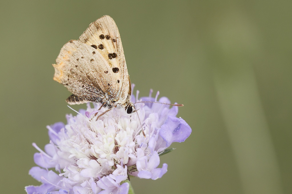 Lycaena phlaeas -  Manto bicolor