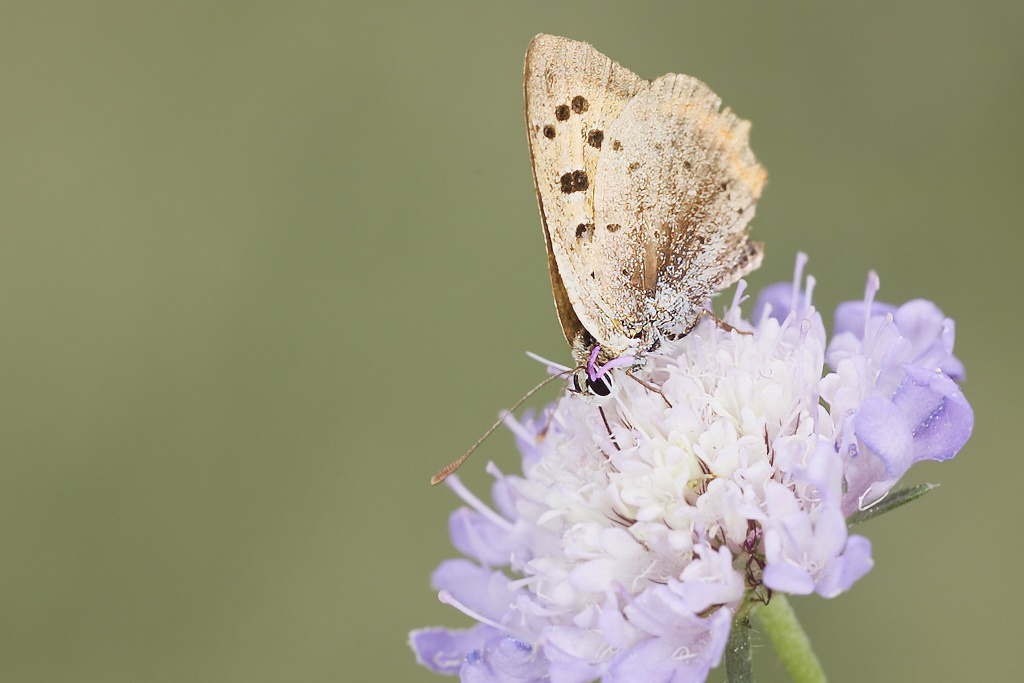 Lycaena phlaeas -  Manto bicolor