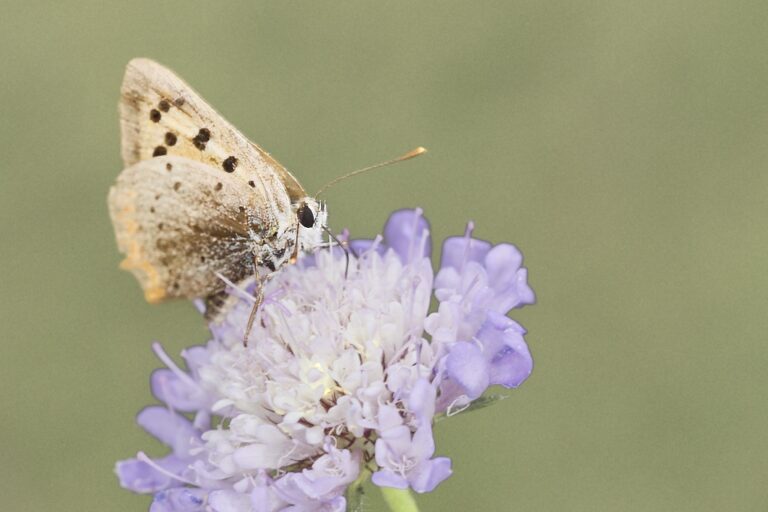 Lycaena phlaeas -  Manto bicolor