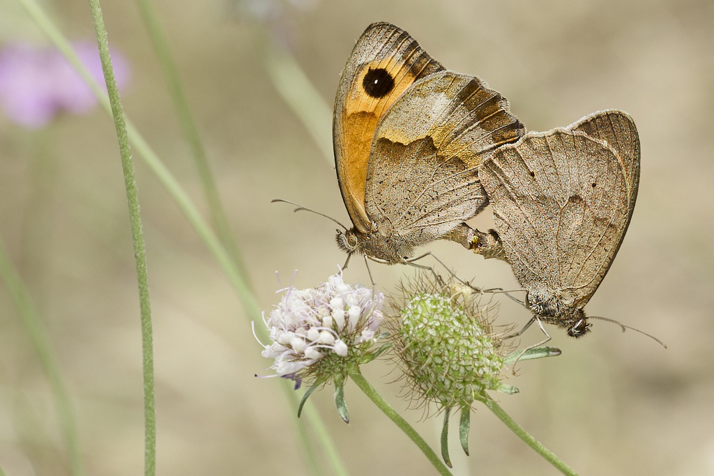 Maniola jurtina - Loba