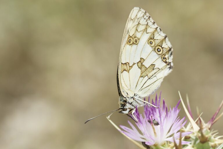 Melanargia lachesis - Medioluto ibérica