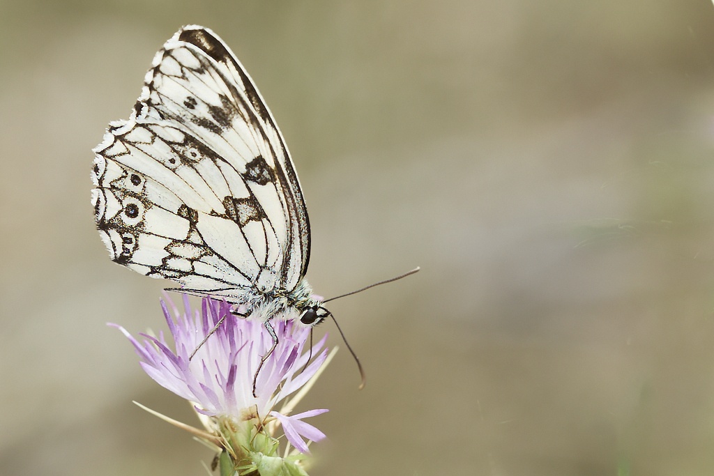 Melanargia lachesis - Medioluto ibérica