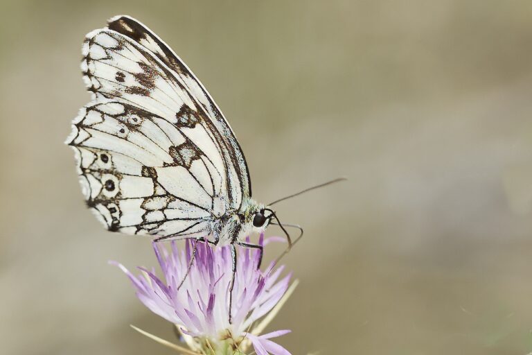 Melanargia lachesis - Medioluto ibérica