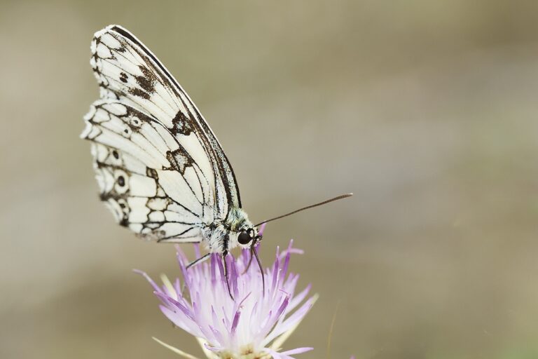 Melanargia lachesis - Medioluto ibérica