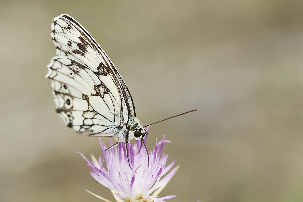 Melanargia lachesis - Medioluto ibérica