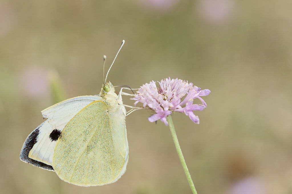 Pieris brassicae -  Mariposa de la col