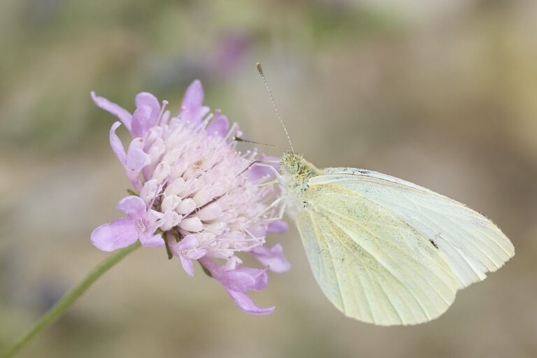 Pieris brassicae -  Mariposa de la col