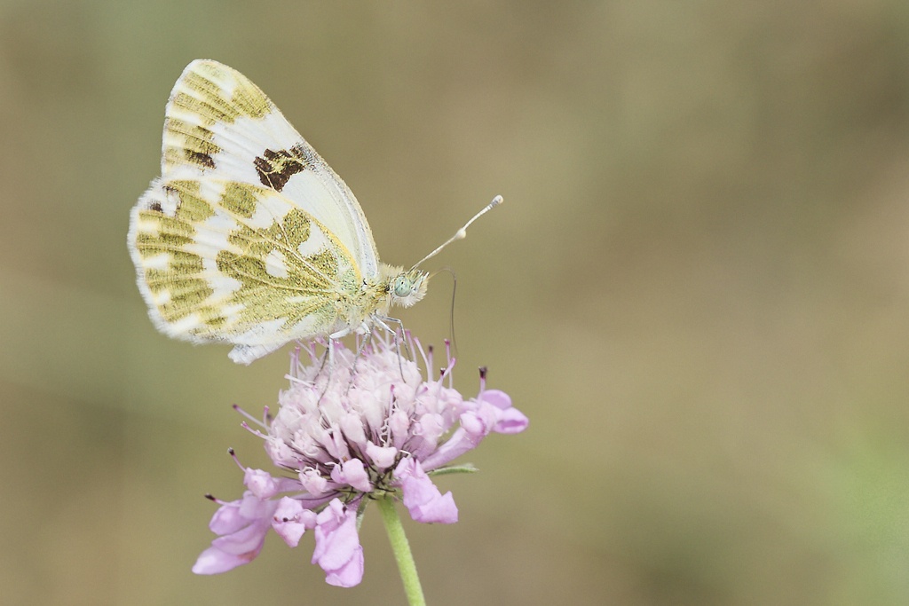 Pontia daplidice -  Blanquiverdosa