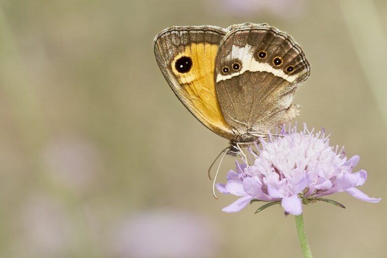 Pyronia bathseba -  Lobito listado