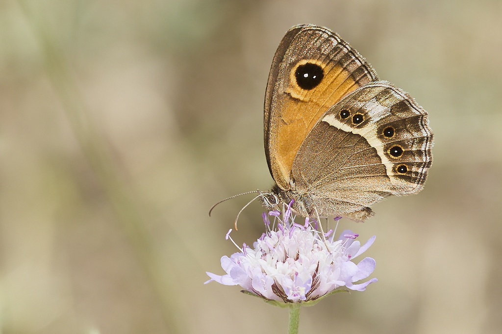 Pyronia bathseba -  Lobito listado