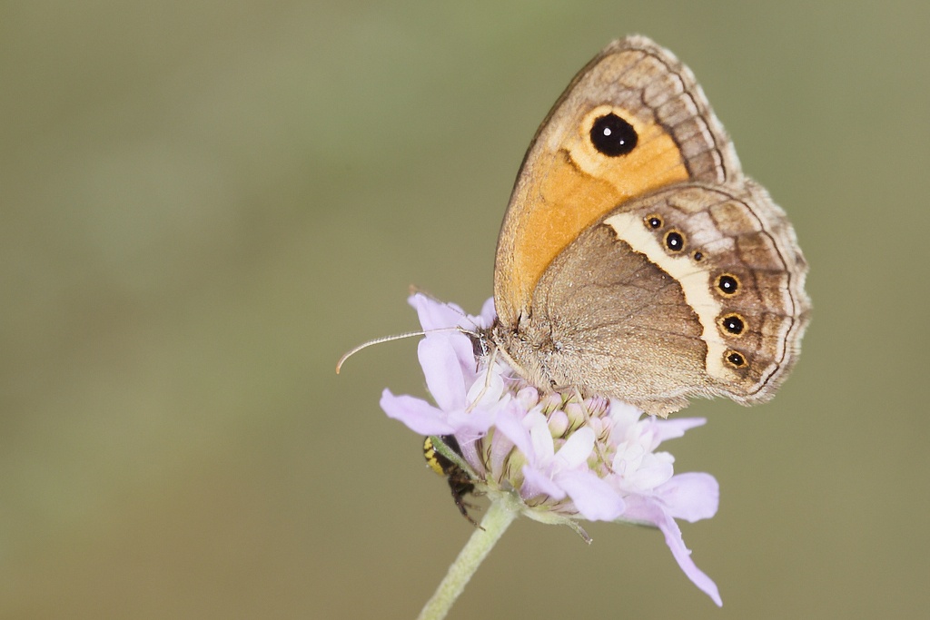 Pyronia bathseba -  Lobito listado