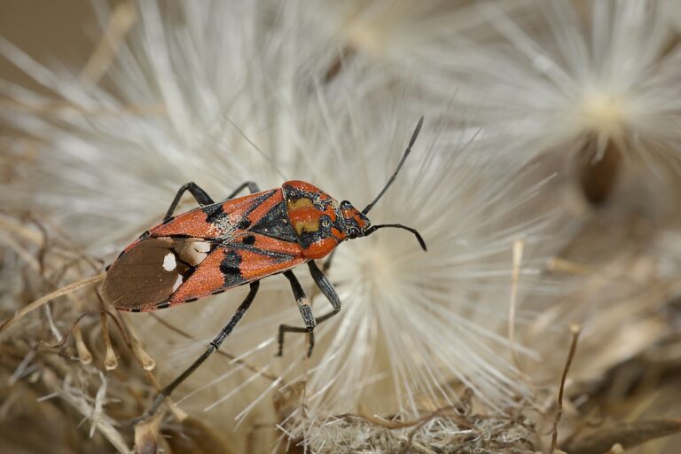 Spilostethus pandurus -  Chinche de campo