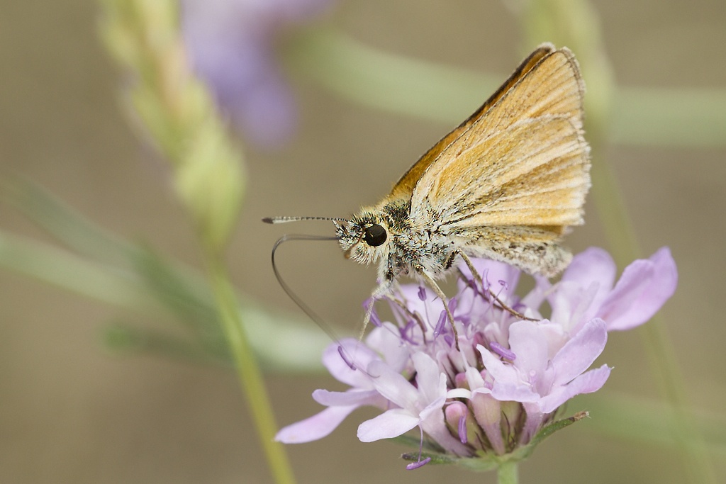 Thymelicus lineola -  Dorada linea corta