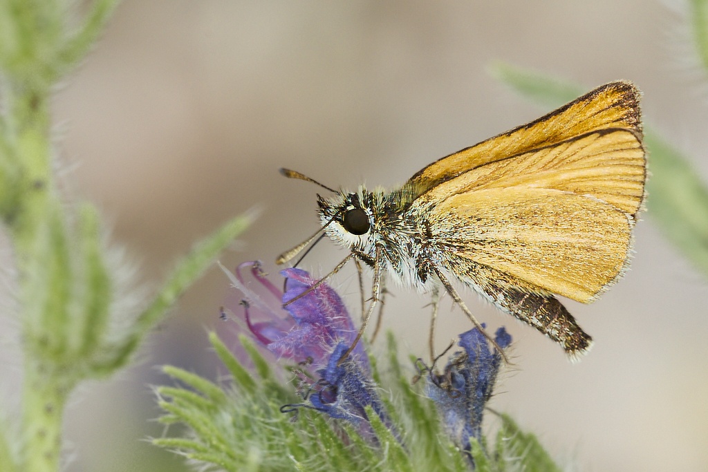 Thymelicus lineola -  Dorada linea corta