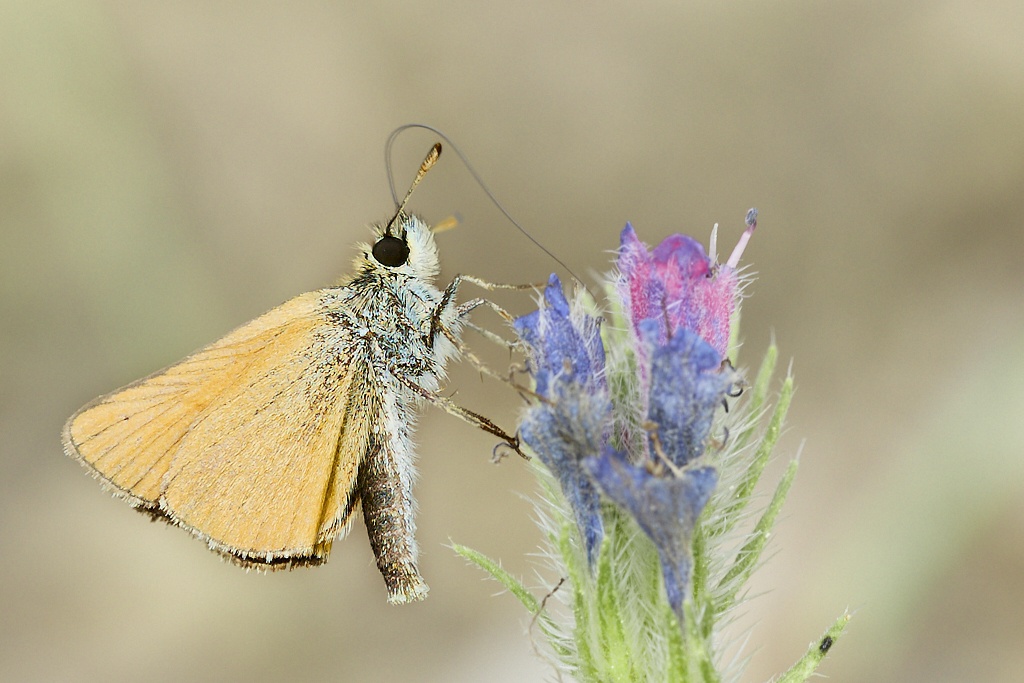 Thymelicus lineola -  Dorada linea corta