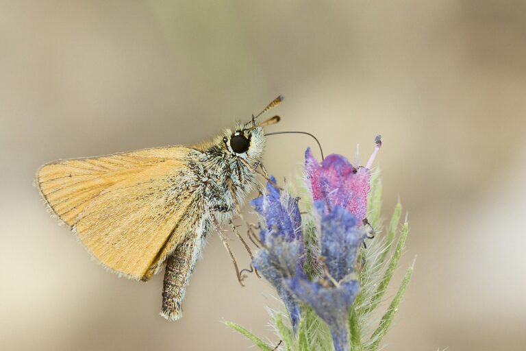 Thymelicus lineola -  Dorada linea corta