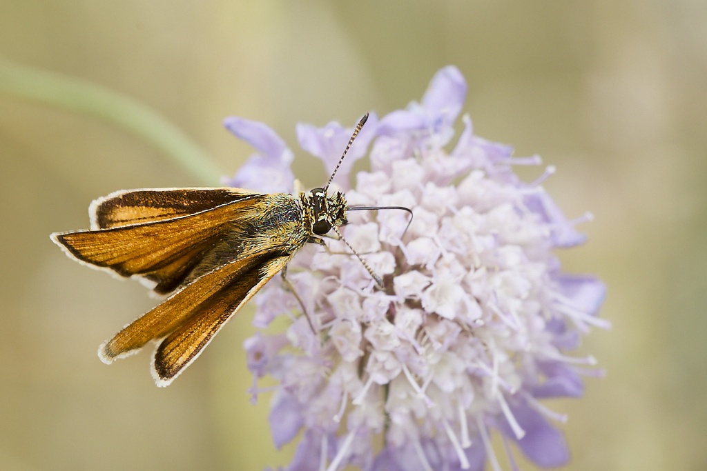 Thymelicus lineola -  Dorada linea corta