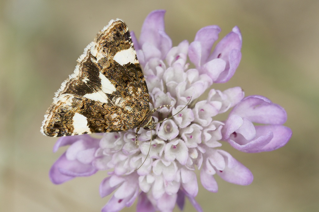 Tyta luctuosa -  Polilla de cuatro manchas