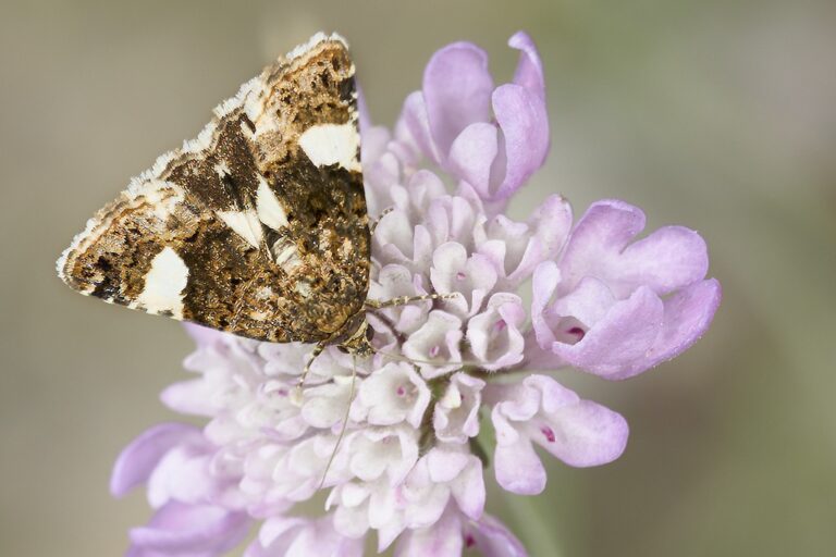 Tyta luctuosa -  Polilla de cuatro manchas