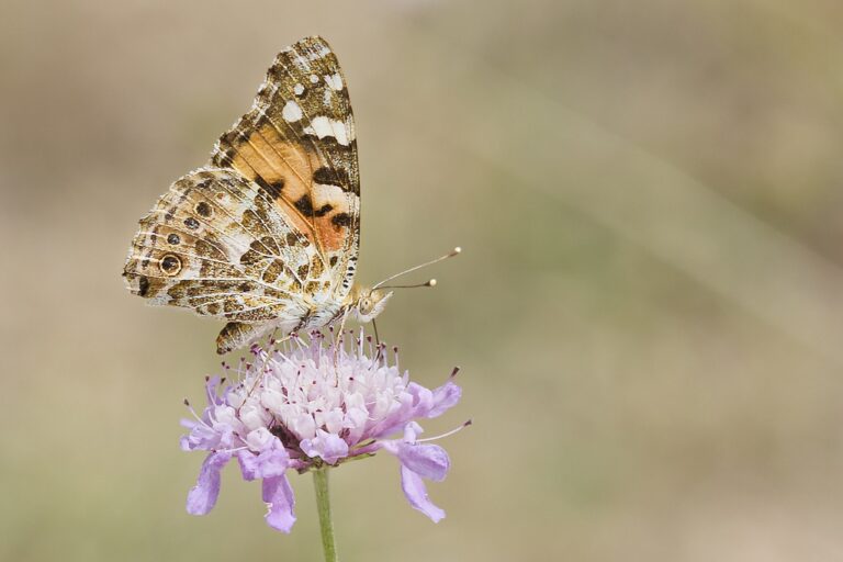 Vanessa cardui -  Vanesa de los cardos