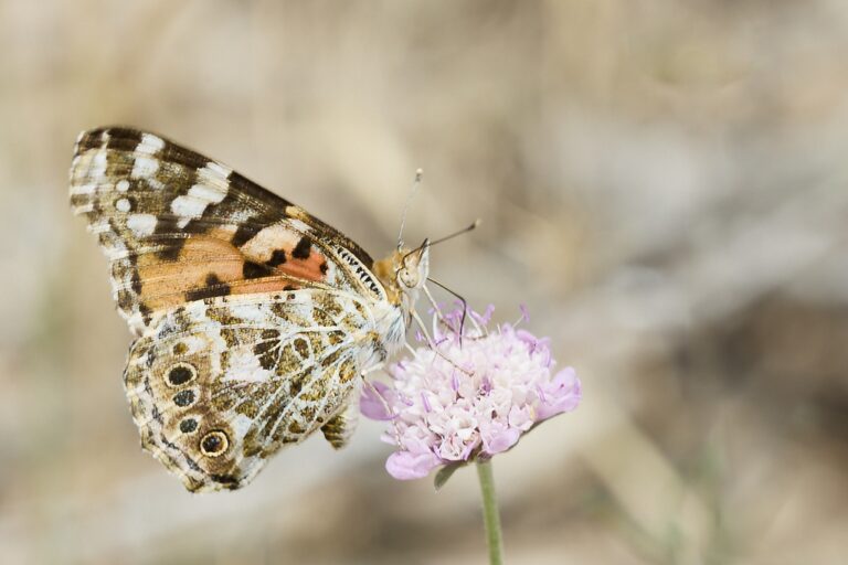 Vanessa cardui -  Vanesa de los cardos