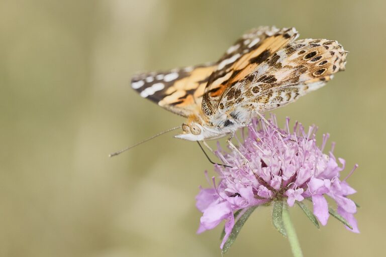 Vanessa cardui -  Vanesa de los cardos