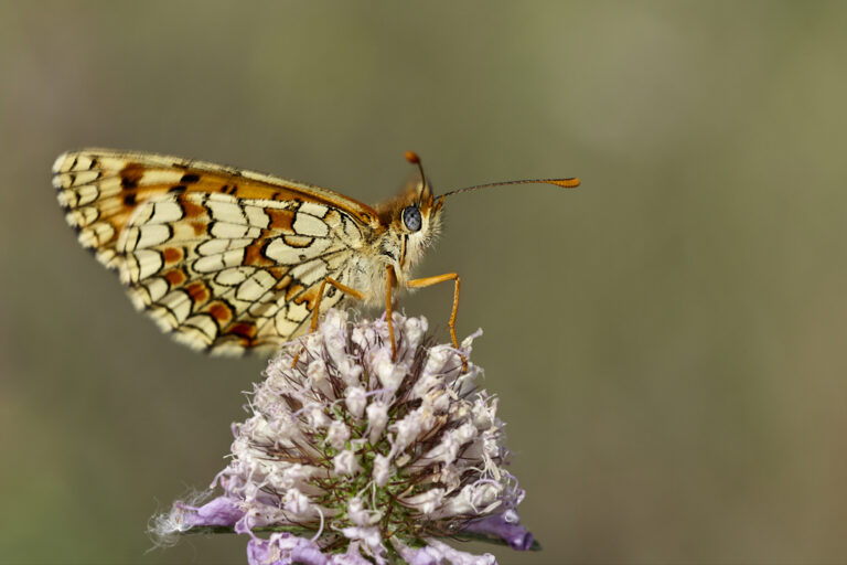 Melitaea deione -  Doncella ibérica