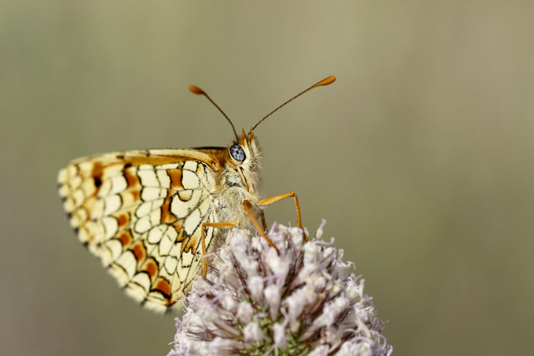 Melitaea deione -  Doncella ibérica