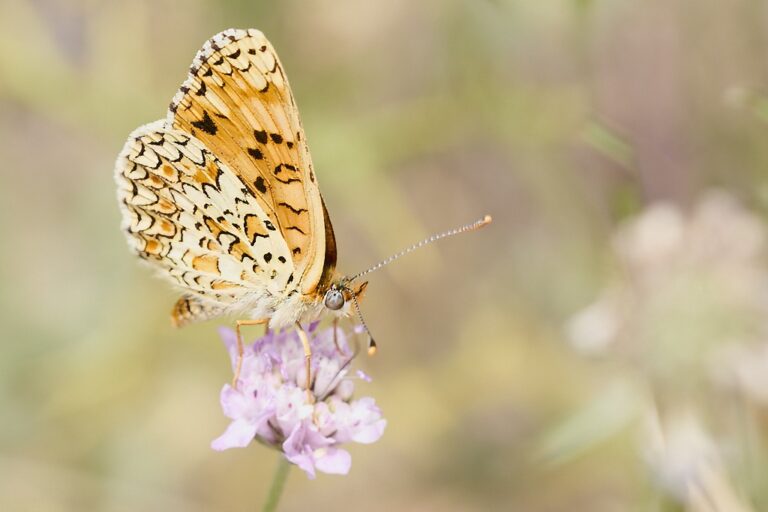 Melitaea phoebe -  Doncella mayor