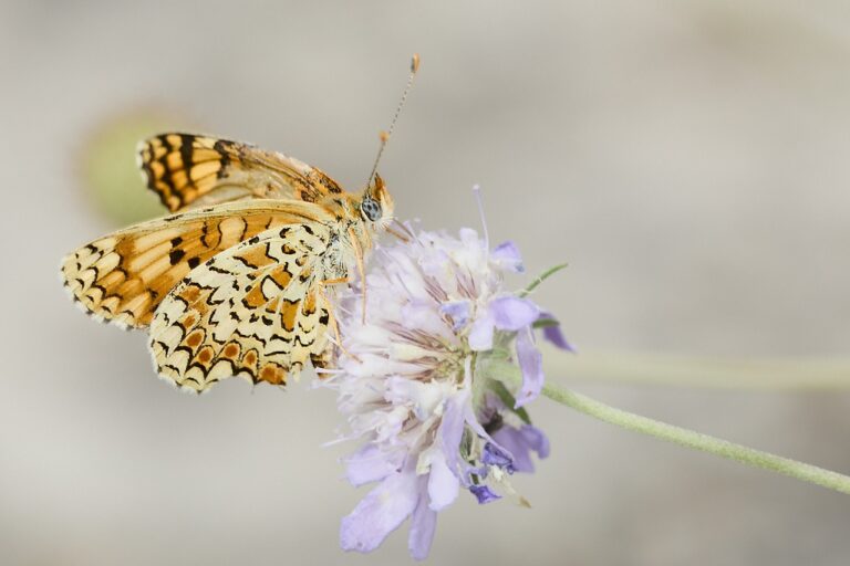 Melitaea phoebe -  Doncella mayor