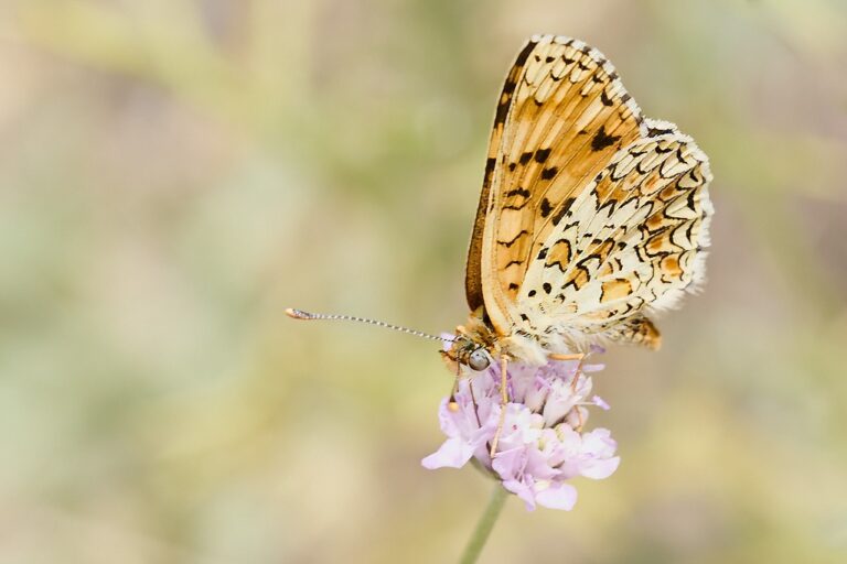 Melitaea phoebe -  Doncella mayor