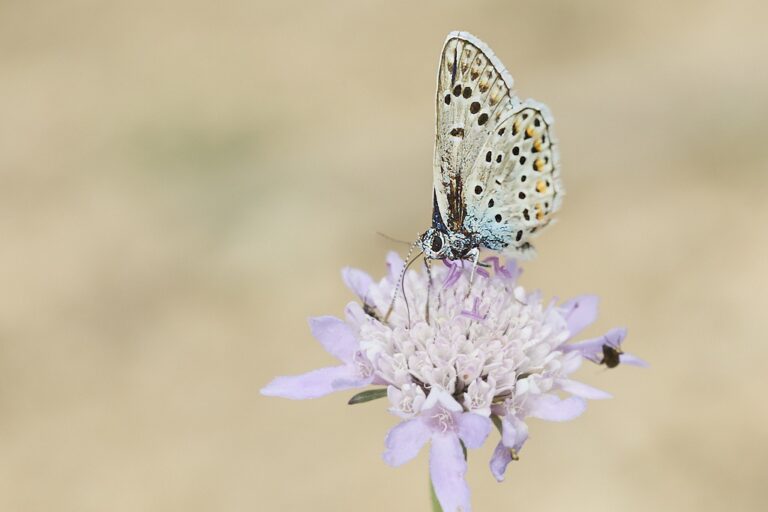 Polyommatus escher -i  Azul de Escher