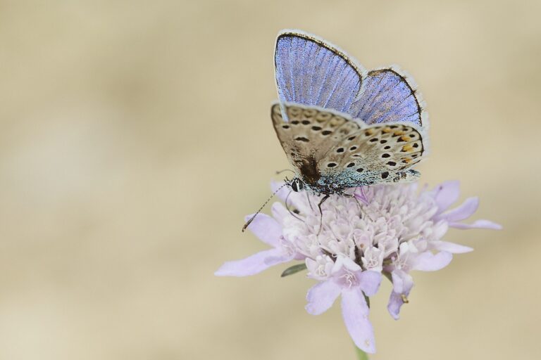 Polyommatus escher -i  Azul de Escher