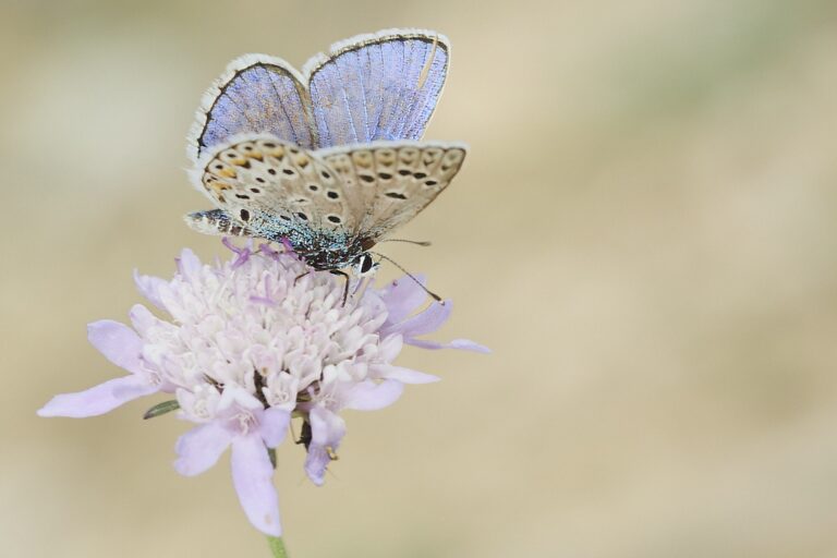 Polyommatus escher -i  Azul de Escher