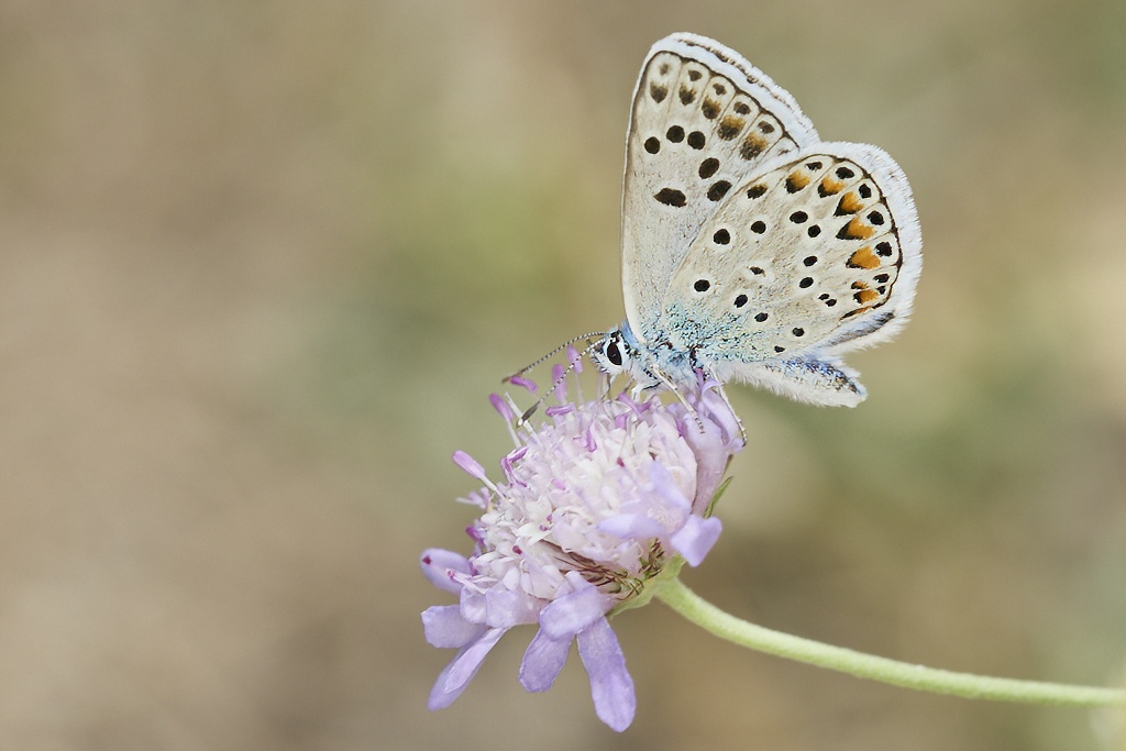 Polyommatus escher -i  Azul de Escher