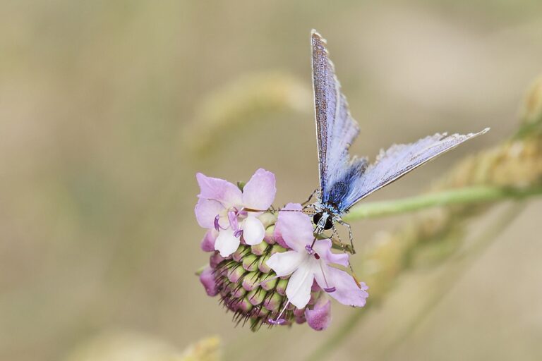 Polyommatus escher -i  Azul de Escher