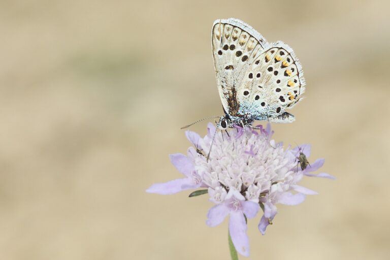 Polyommatus escher -i  Azul de Escher