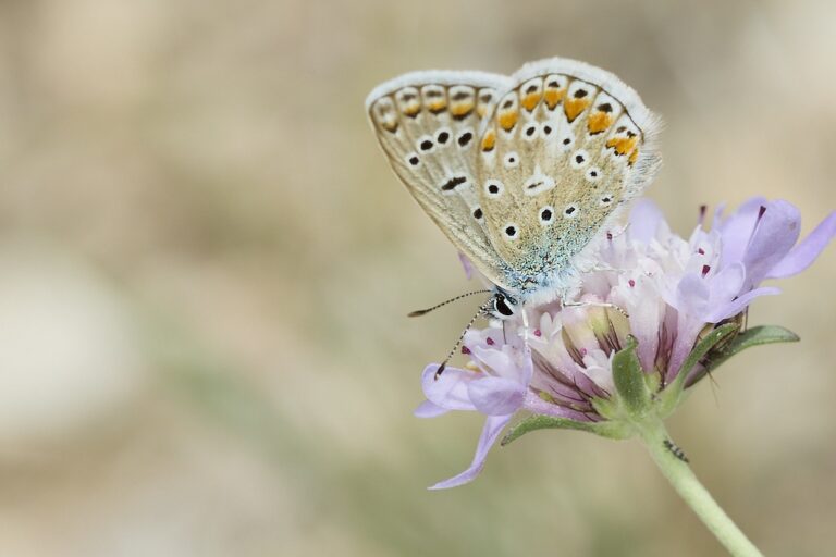 Polyommatus icarus -  Mariposa azul comun