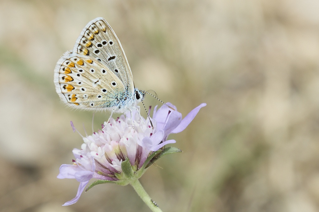 Polyommatus icarus -  Mariposa azul comun