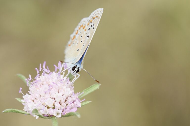 Polyommatus icarus -  Mariposa azul comun