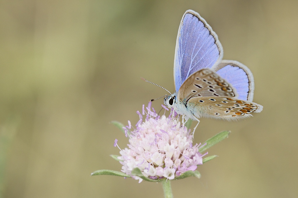 Polyommatus icarus -  Mariposa azul comun