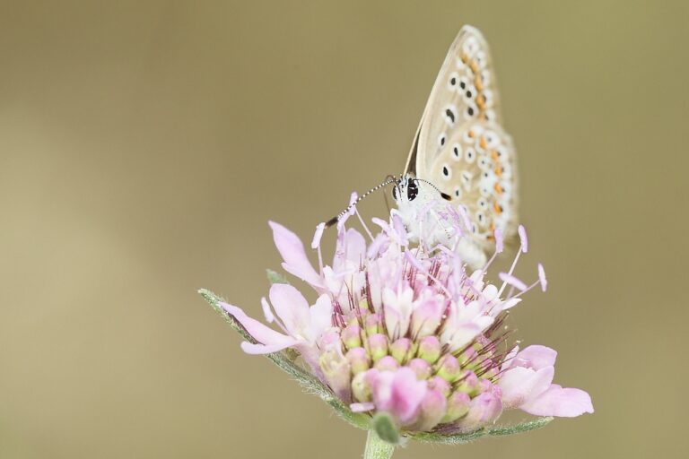 Polyommatus icarus -  Mariposa azul comun