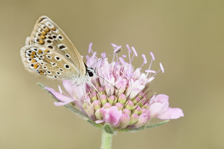 Polyommatus icarus -  Mariposa azul comun