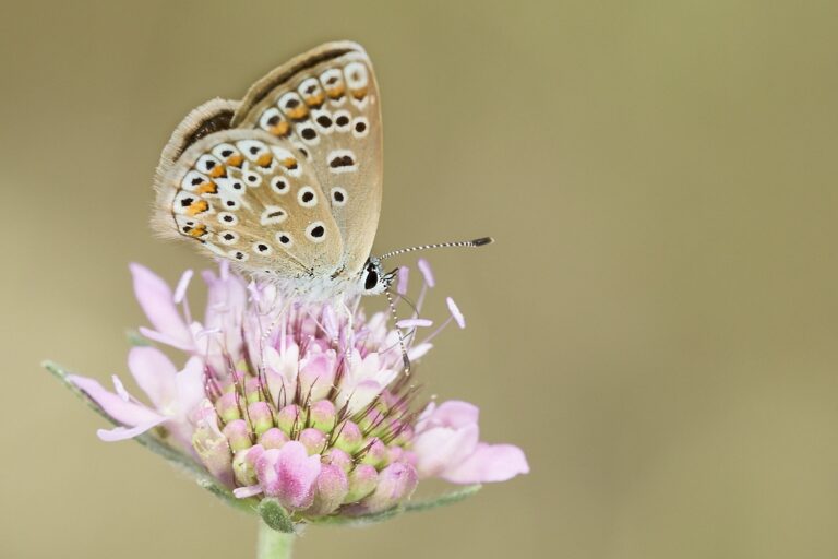 Polyommatus icarus -  Mariposa azul comun