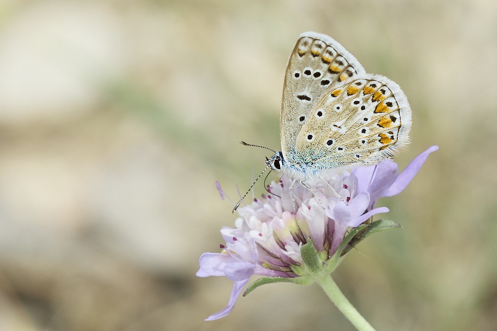 Polyommatus icarus -  Mariposa azul comun