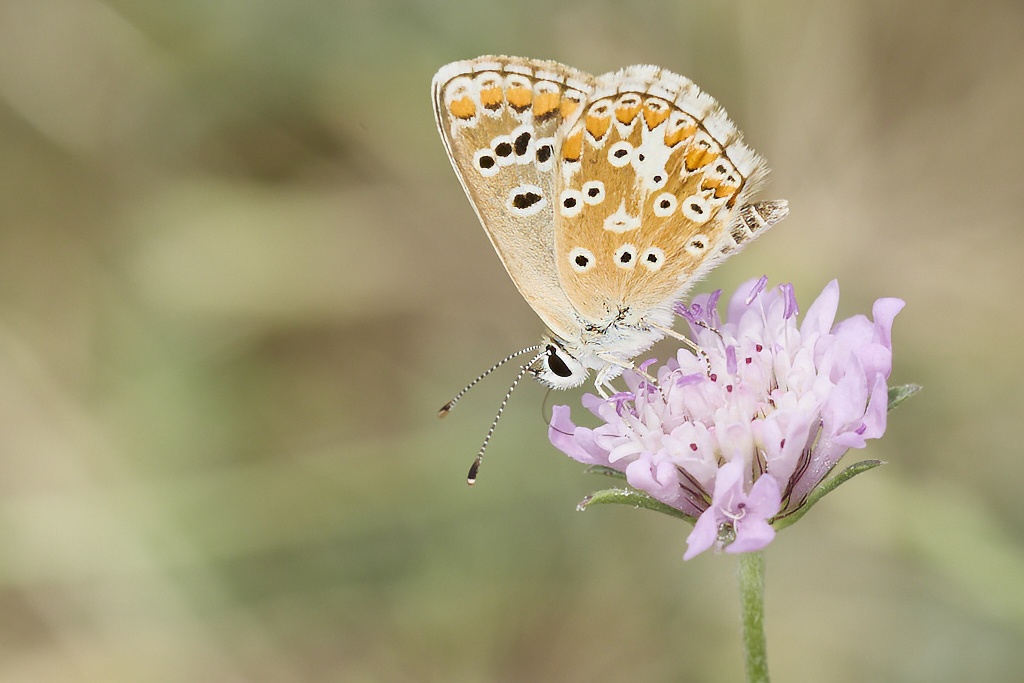 Aricia cramera - Morena