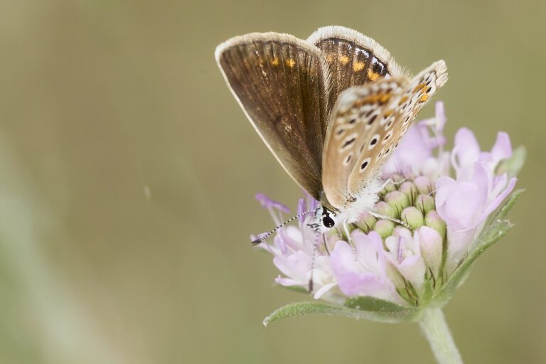 Aricia cramera - Morena