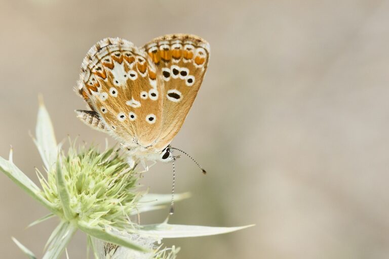 Aricia cramera - Morena